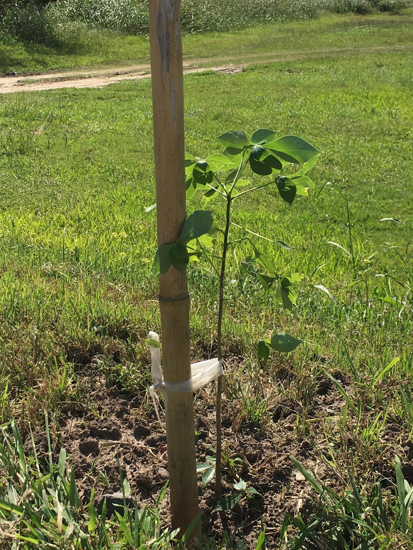 Árbol nativo plantado con NOVA