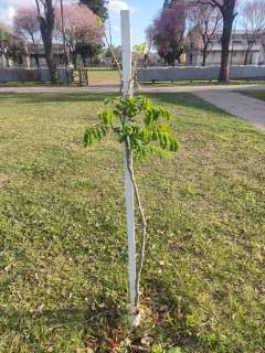 Foto de un árbol del proyecto