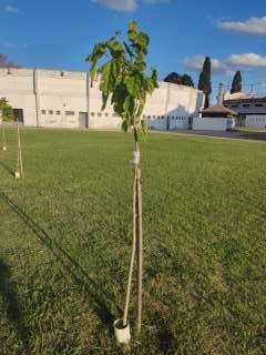 Foto de un árbol del proyecto
