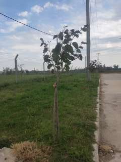 Foto de un árbol del proyecto