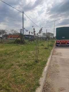 Foto de un árbol del proyecto