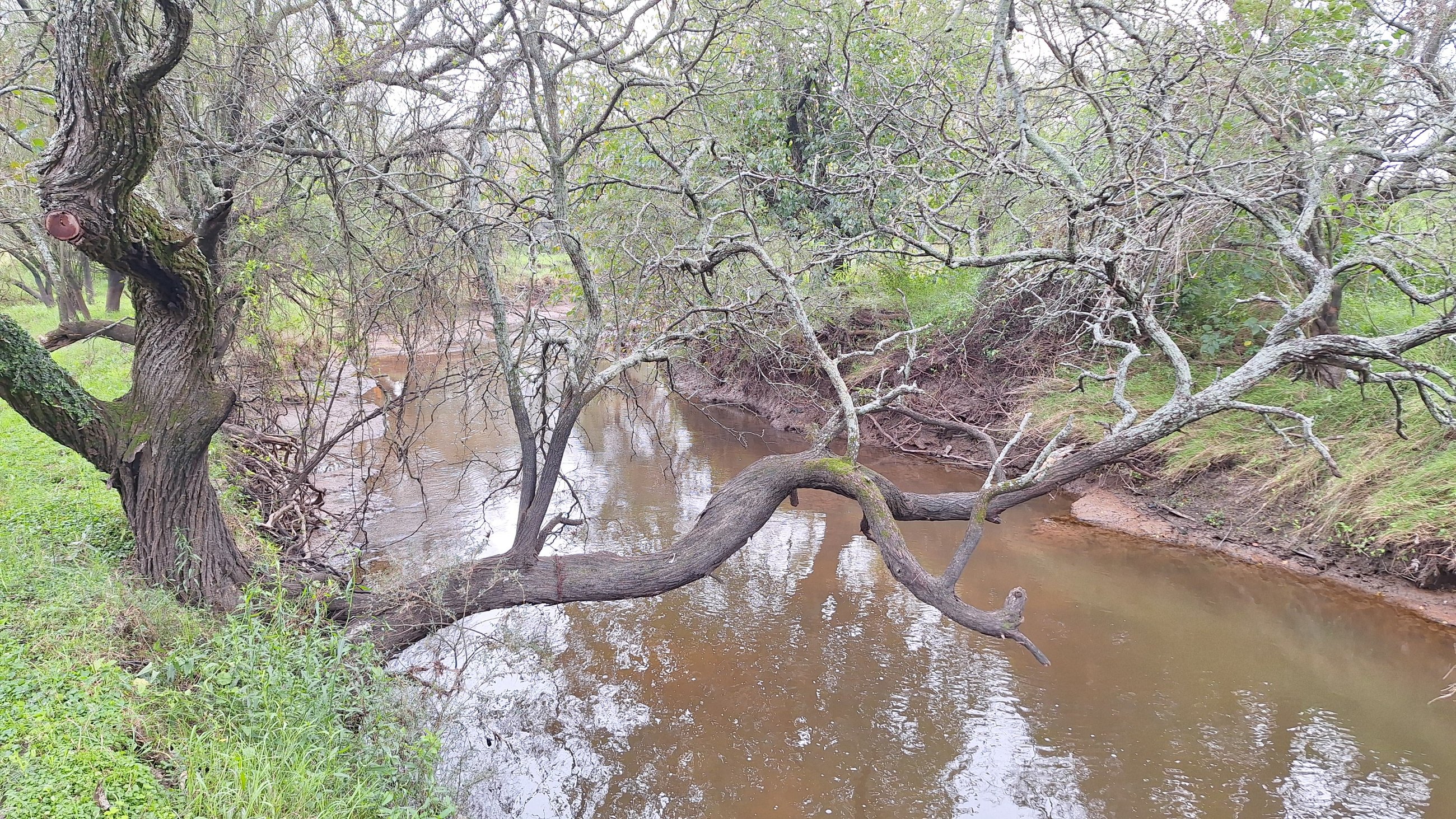 El arroyo con árboles en sus orillas